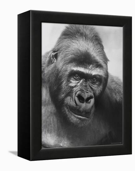 Gorilla-Nina Leen-Framed Premier Image Canvas