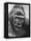 Gorilla-Nina Leen-Framed Premier Image Canvas