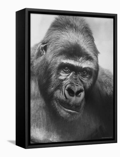 Gorilla-Nina Leen-Framed Premier Image Canvas