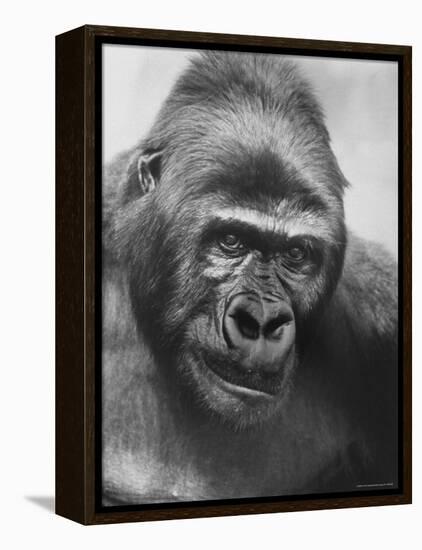 Gorilla-Nina Leen-Framed Premier Image Canvas