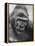 Gorilla-Nina Leen-Framed Premier Image Canvas