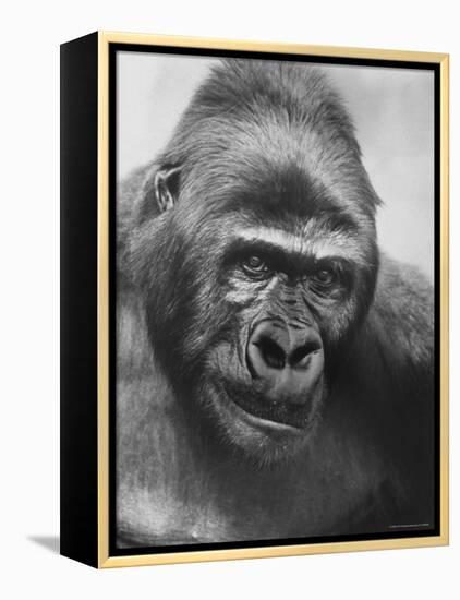 Gorilla-Nina Leen-Framed Premier Image Canvas