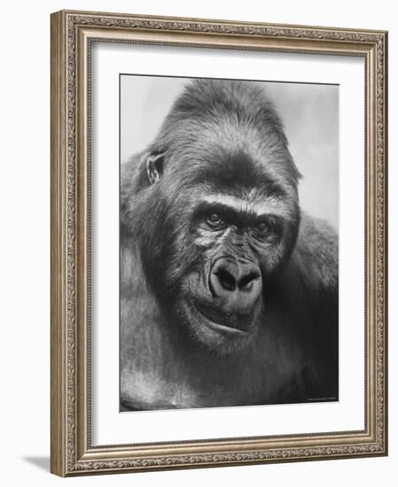 Gorilla-Nina Leen-Framed Photographic Print