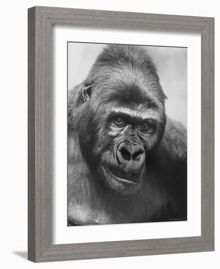 Gorilla-Nina Leen-Framed Photographic Print