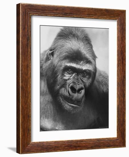 Gorilla-Nina Leen-Framed Photographic Print