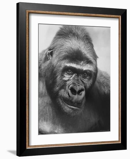 Gorilla-Nina Leen-Framed Photographic Print