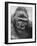 Gorilla-Nina Leen-Framed Photographic Print