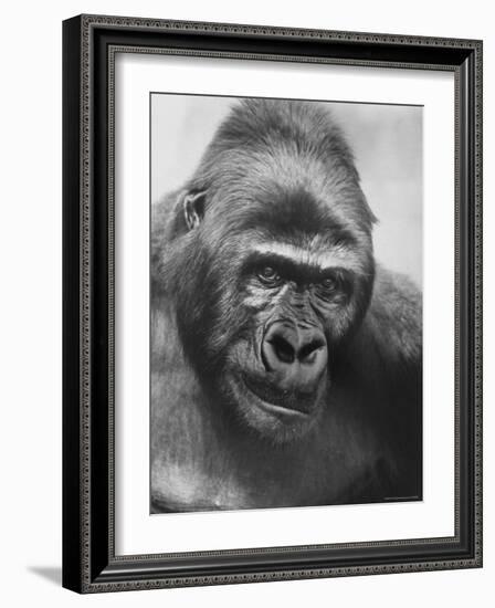 Gorilla-Nina Leen-Framed Photographic Print