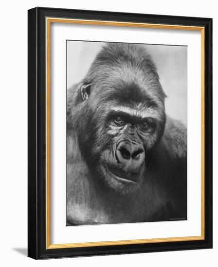 Gorilla-Nina Leen-Framed Photographic Print