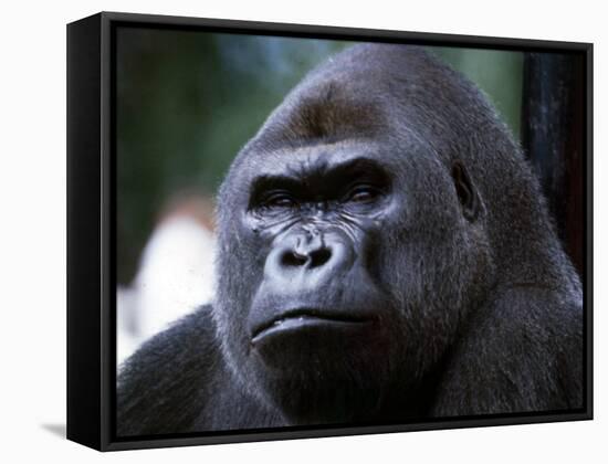 Gorilla-null-Framed Premier Image Canvas