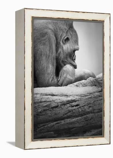 Gorilla-null-Framed Premier Image Canvas