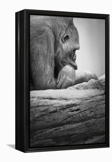 Gorilla-null-Framed Premier Image Canvas