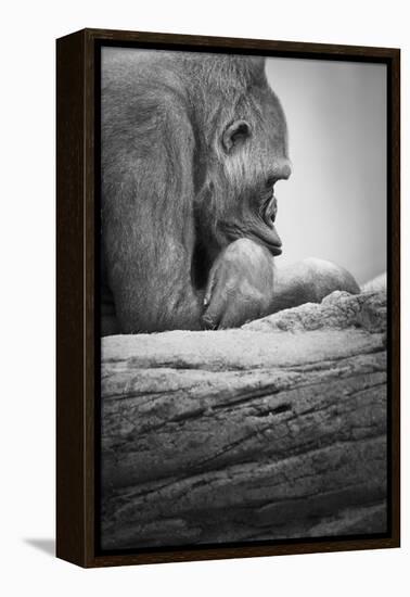 Gorilla-null-Framed Premier Image Canvas