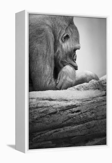 Gorilla-null-Framed Premier Image Canvas