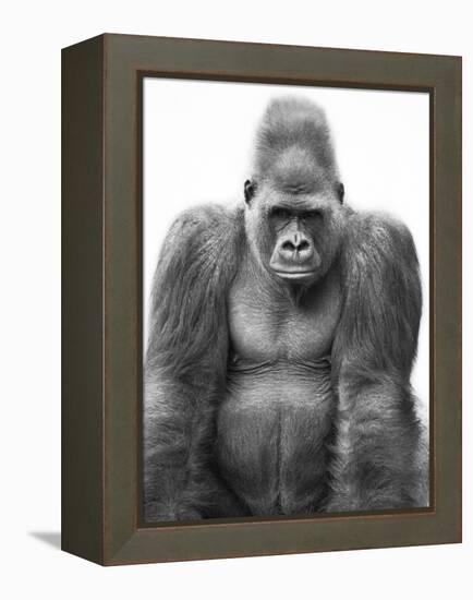 Gorilla-null-Framed Premier Image Canvas