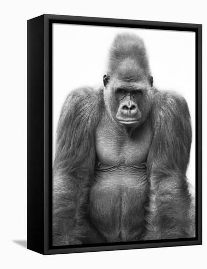 Gorilla-null-Framed Premier Image Canvas