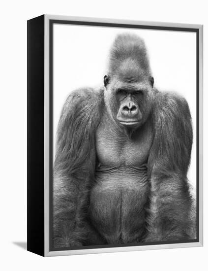 Gorilla-null-Framed Premier Image Canvas