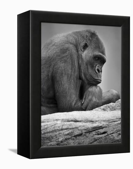 Gorilla-null-Framed Premier Image Canvas