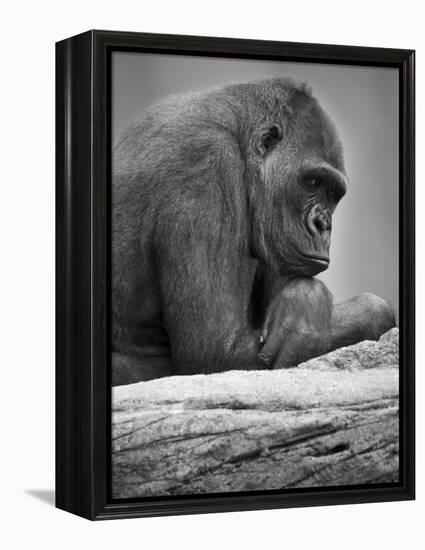 Gorilla-null-Framed Premier Image Canvas