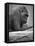 Gorilla-null-Framed Premier Image Canvas