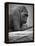 Gorilla-null-Framed Premier Image Canvas