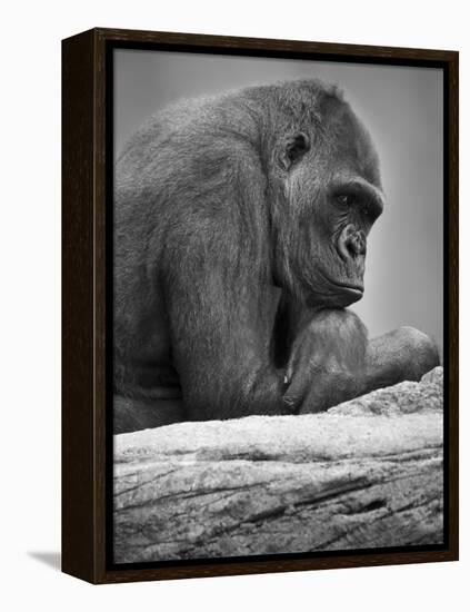 Gorilla-null-Framed Premier Image Canvas