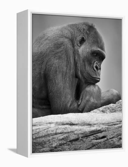 Gorilla-null-Framed Premier Image Canvas