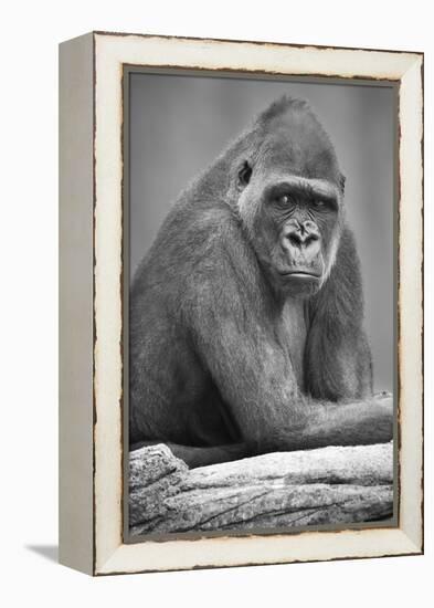 Gorilla-null-Framed Premier Image Canvas