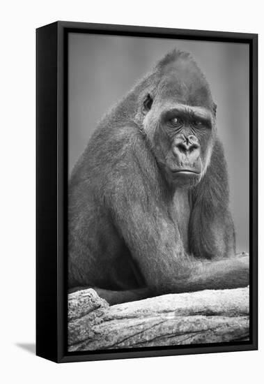 Gorilla-null-Framed Premier Image Canvas