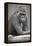 Gorilla-null-Framed Premier Image Canvas