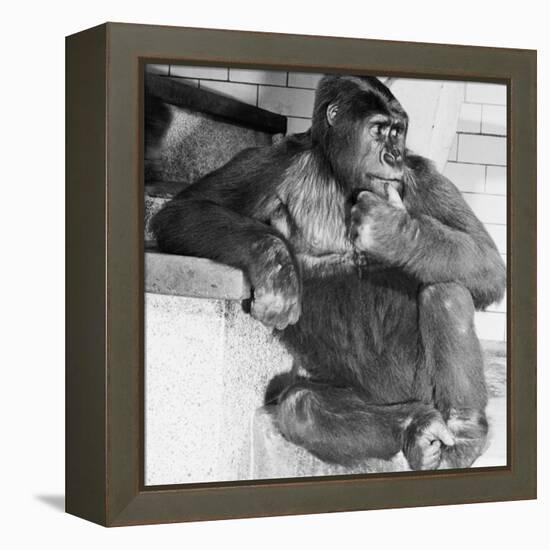 Gorilla-Sam Dunton-Framed Premier Image Canvas