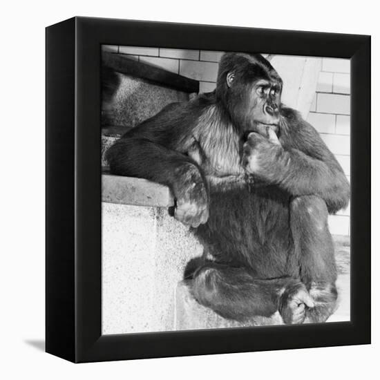 Gorilla-Sam Dunton-Framed Premier Image Canvas