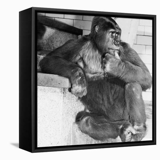 Gorilla-Sam Dunton-Framed Premier Image Canvas