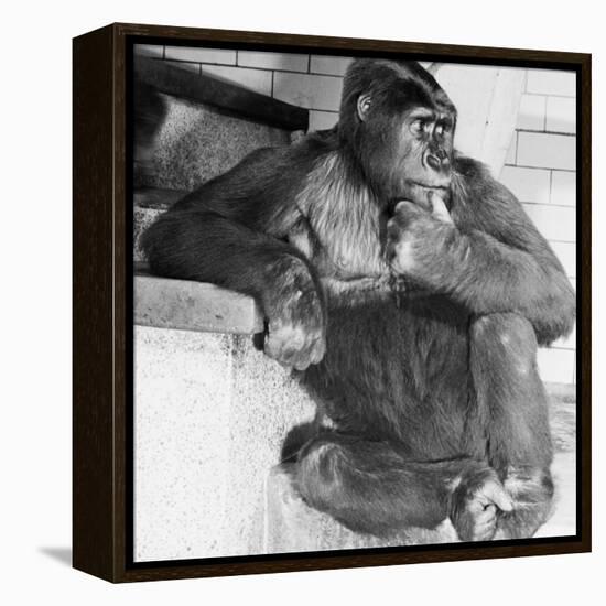 Gorilla-Sam Dunton-Framed Premier Image Canvas