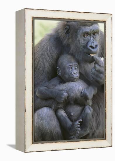 Gorilla-DLILLC-Framed Premier Image Canvas