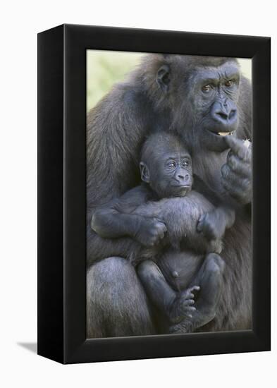 Gorilla-DLILLC-Framed Premier Image Canvas