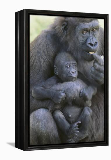 Gorilla-DLILLC-Framed Premier Image Canvas