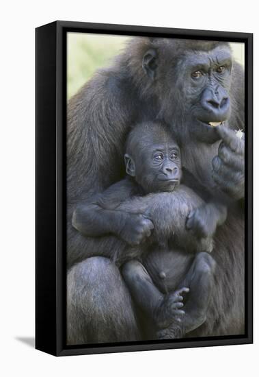 Gorilla-DLILLC-Framed Premier Image Canvas