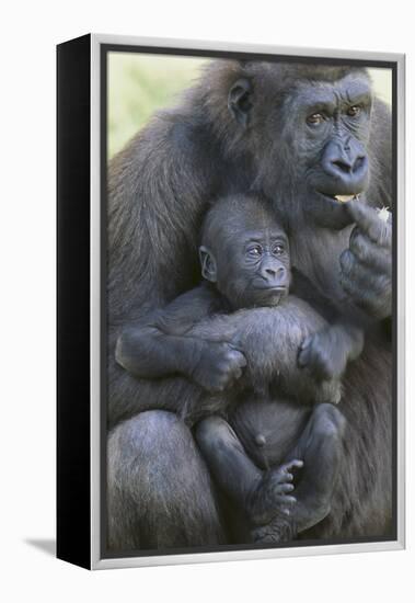 Gorilla-DLILLC-Framed Premier Image Canvas