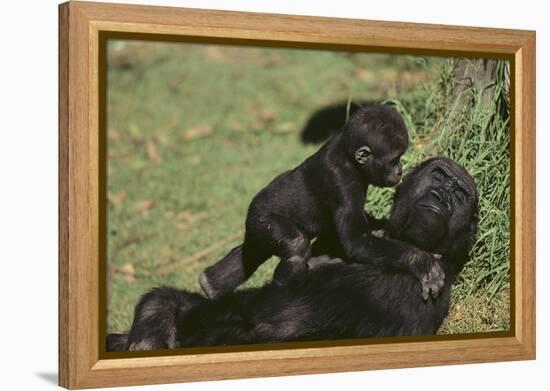 Gorilla-DLILLC-Framed Premier Image Canvas