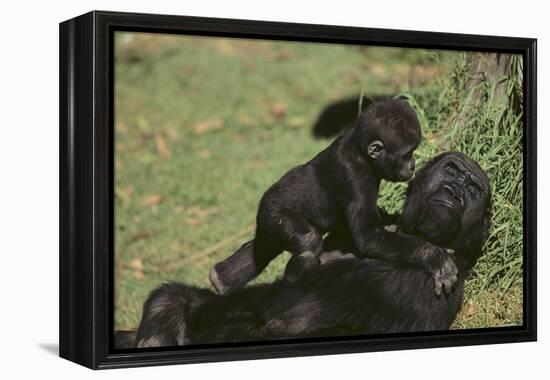 Gorilla-DLILLC-Framed Premier Image Canvas