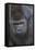 Gorilla-DLILLC-Framed Premier Image Canvas