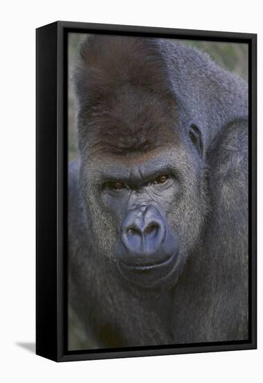 Gorilla-DLILLC-Framed Premier Image Canvas