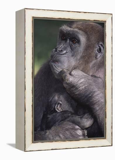 Gorilla-DLILLC-Framed Premier Image Canvas