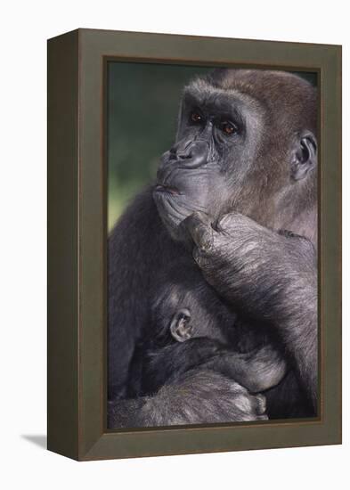 Gorilla-DLILLC-Framed Premier Image Canvas