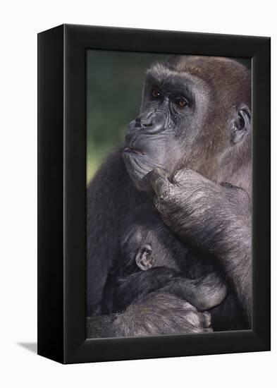 Gorilla-DLILLC-Framed Premier Image Canvas