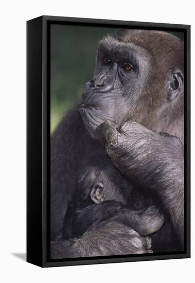 Gorilla-DLILLC-Framed Premier Image Canvas