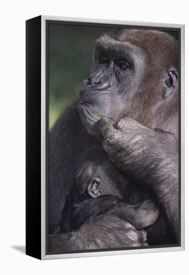 Gorilla-DLILLC-Framed Premier Image Canvas