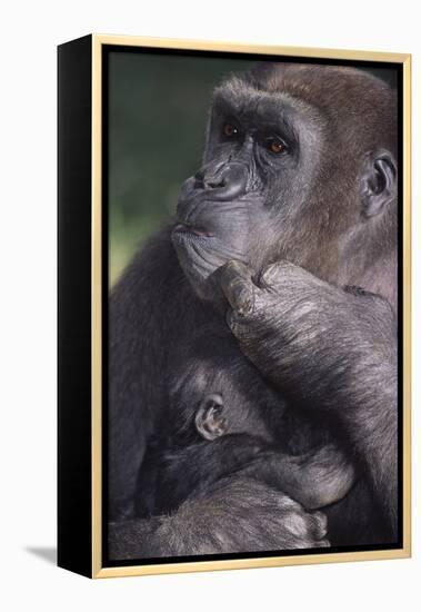 Gorilla-DLILLC-Framed Premier Image Canvas