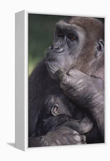 Gorilla-DLILLC-Framed Premier Image Canvas